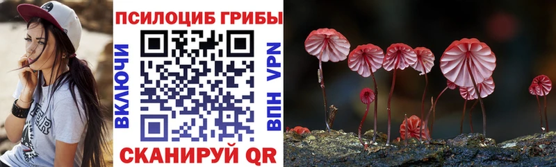 Купить  Суджа  Псилоцибиновые грибы Psilocybe 